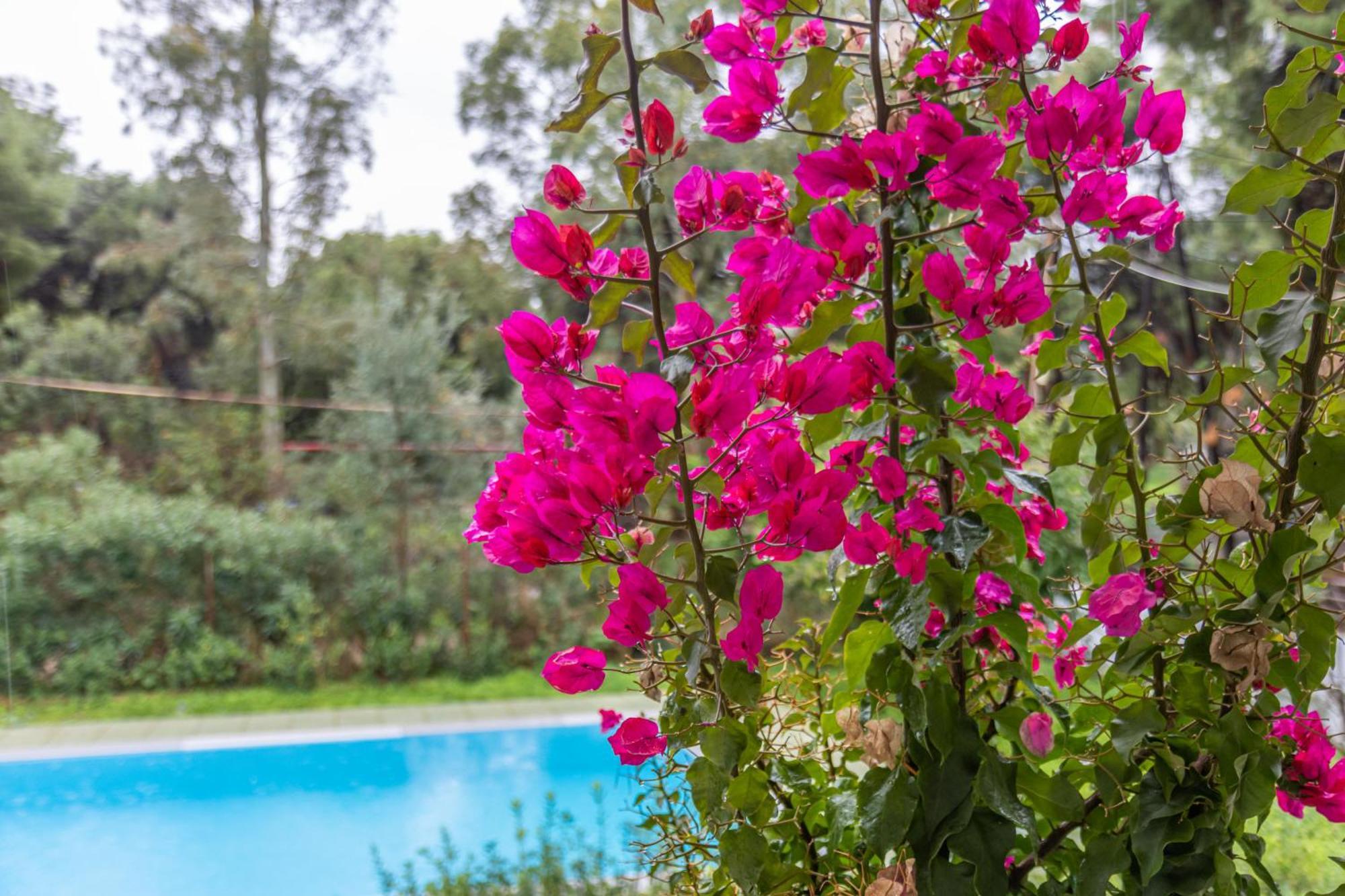 Marvelous, Secluded W/ 3 Bedroom , Pool & Garden, Kavos * Isthmia